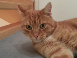 Kater Jerry mit rot-weißem Fell