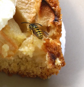 Die Wespe nascht als Erste vom leckeren Apfelkuchen mit Sahne…